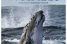 Secrets of the Whales